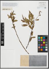 Salix alba L. x Salix fragilis L.